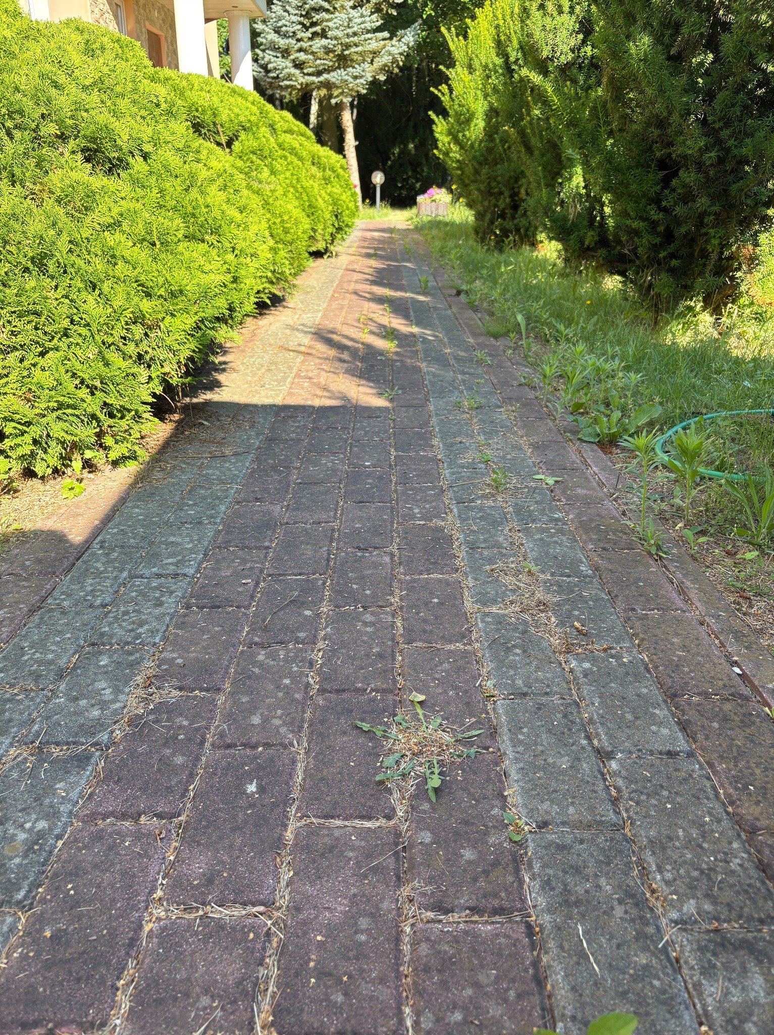 Zarośnięta kostka brukowa na ścieżce ogrodowej, wymagająca czyszczenia. Widoczne chwasty, mech i resztki roślinne. Długi kadr z perspektywą zbieżną ku górze.