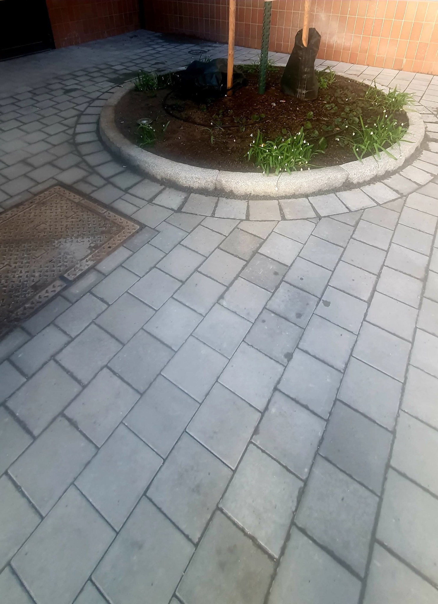 Szara kostka brukowa ułożona w regularny wzór, otaczająca okrągły klomb z drzewami i białymi kwiatami. W tle ceglana ściana i studzienka kanalizacyjna.