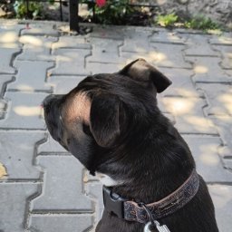 Adam Materny - Poligrafia Knur&oacute;w