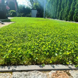Zimny Ogrodnik - Soczysta, zielona trawa z koniczyną na tle zadbanego ogrodu z tujami i budynkiem gospodarczym w słoneczny dzień. Widok z poziomu gruntu.