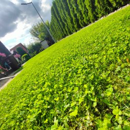 Zimny Ogrodnik - Soczysta, zielona trawa z koniczyną w ogrodzie, widziana pod kątem. W tle rząd tuj i fragment domu. Słoneczny dzień, lekko pochmurne niebo.