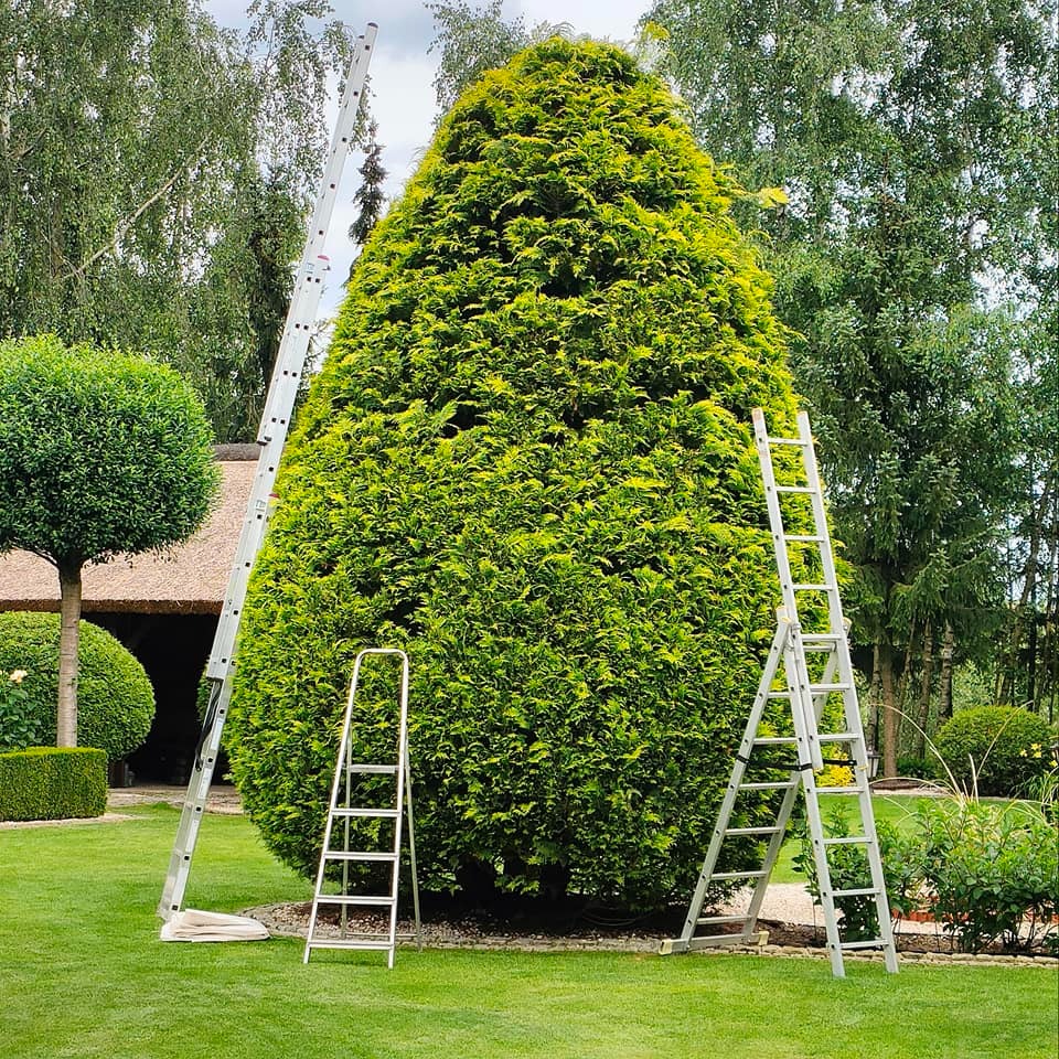 Formowany, wysoki tuja szmaragd z trzema drabinami na trawniku, sugerujący pielęgnację drzew w ogrodzie z domem krytym strzechą w tle.