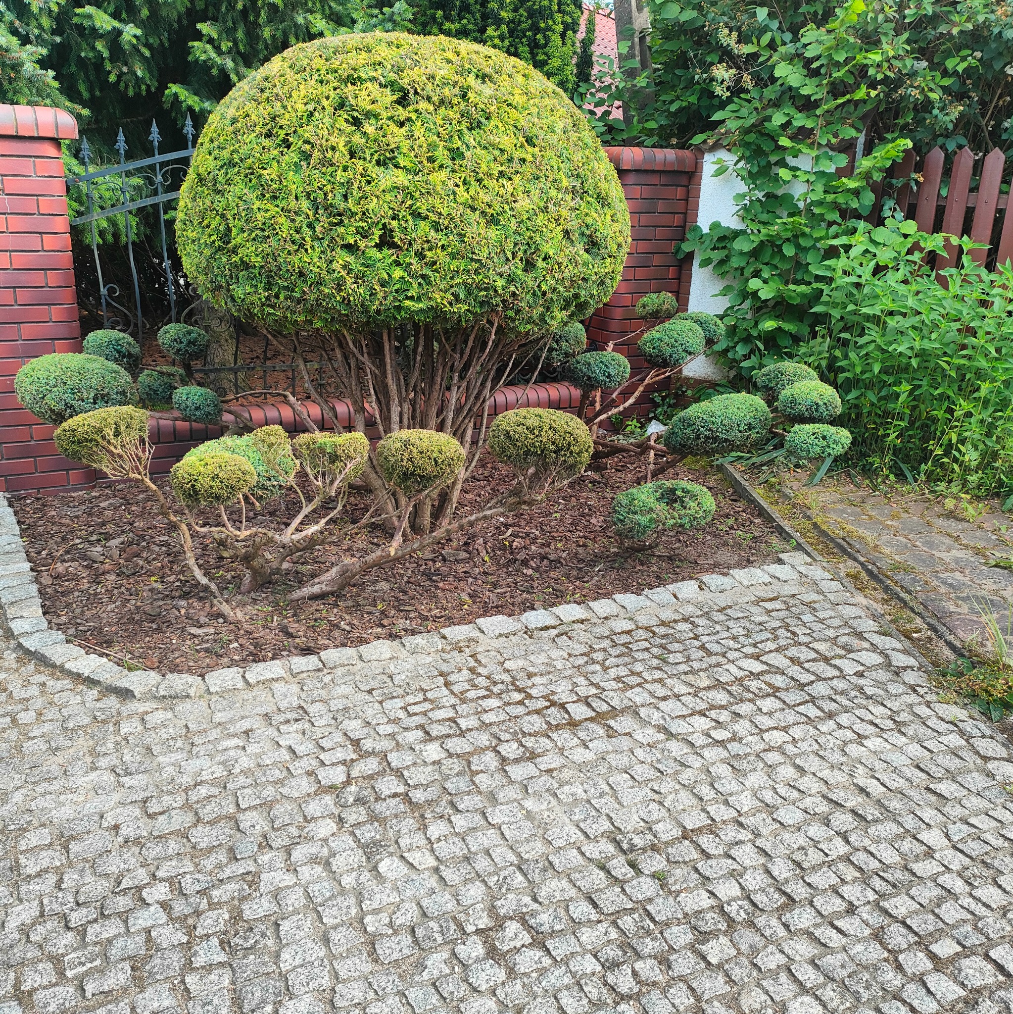 Ogród z formowanymi krzewami w kształcie kul, obrzeża z kostki granitowej i ścieżka z kostki. Dekoracyjne nasadzenia przy ogrodzeniu z cegły.