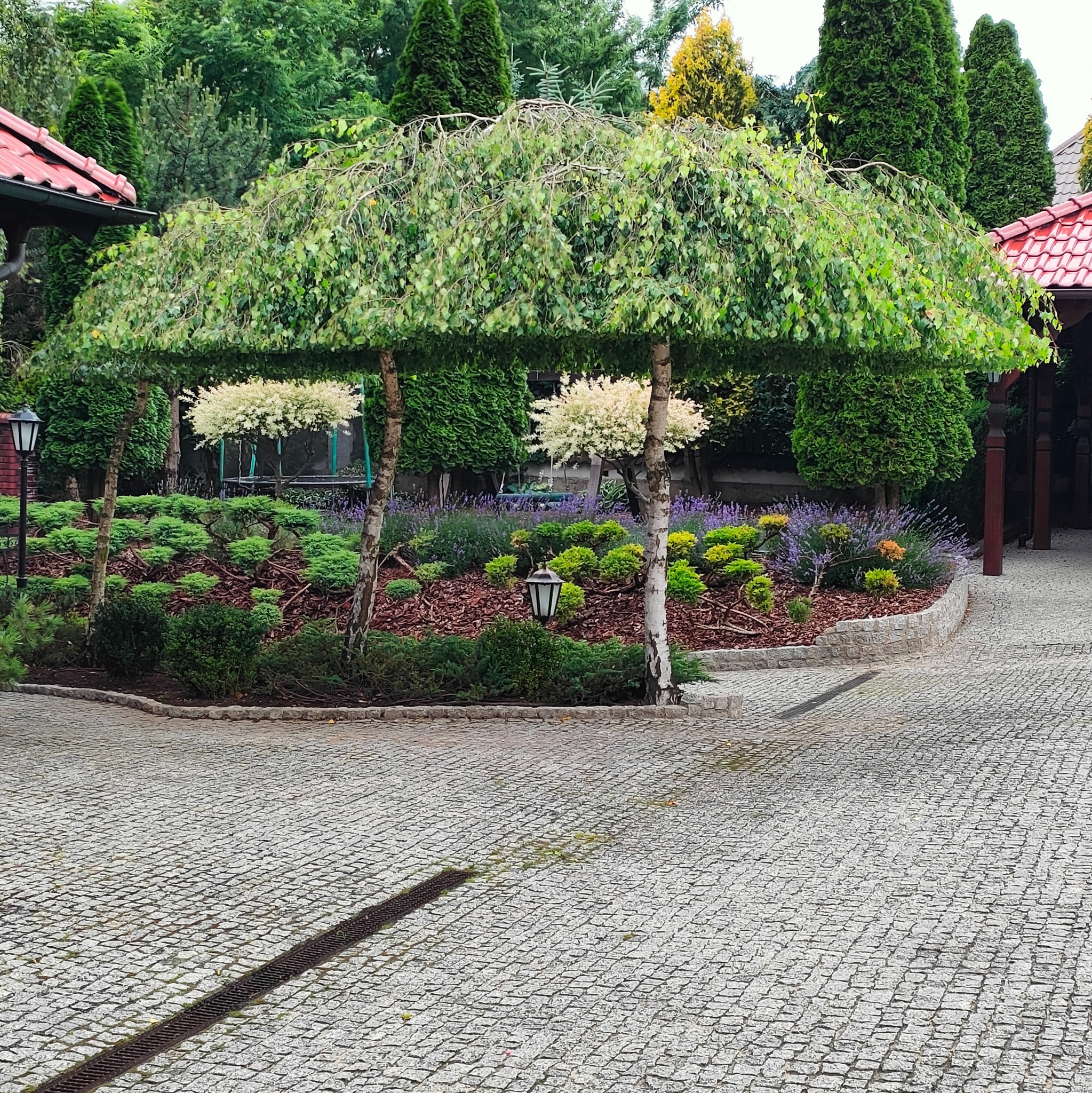 Estetyczny ogród z równo przyciętymi drzewami, ozdobnymi krzewami i rabatami z korą. Granitowa kostka brukowa tworzy elegancką nawierzchnię.