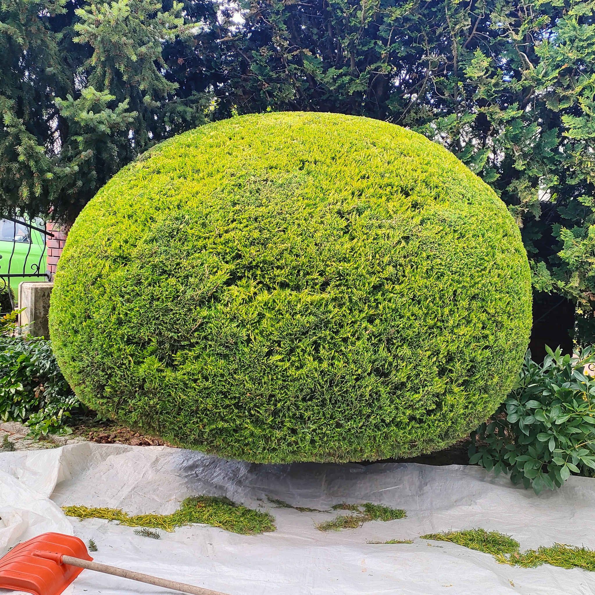 Krzew w kształcie kuli po strzyżeniu, leżący na płachcie z resztkami gałązek. W tle inne drzewa i krzewy, widoczny fragment ogrodzenia i zielony samochód.