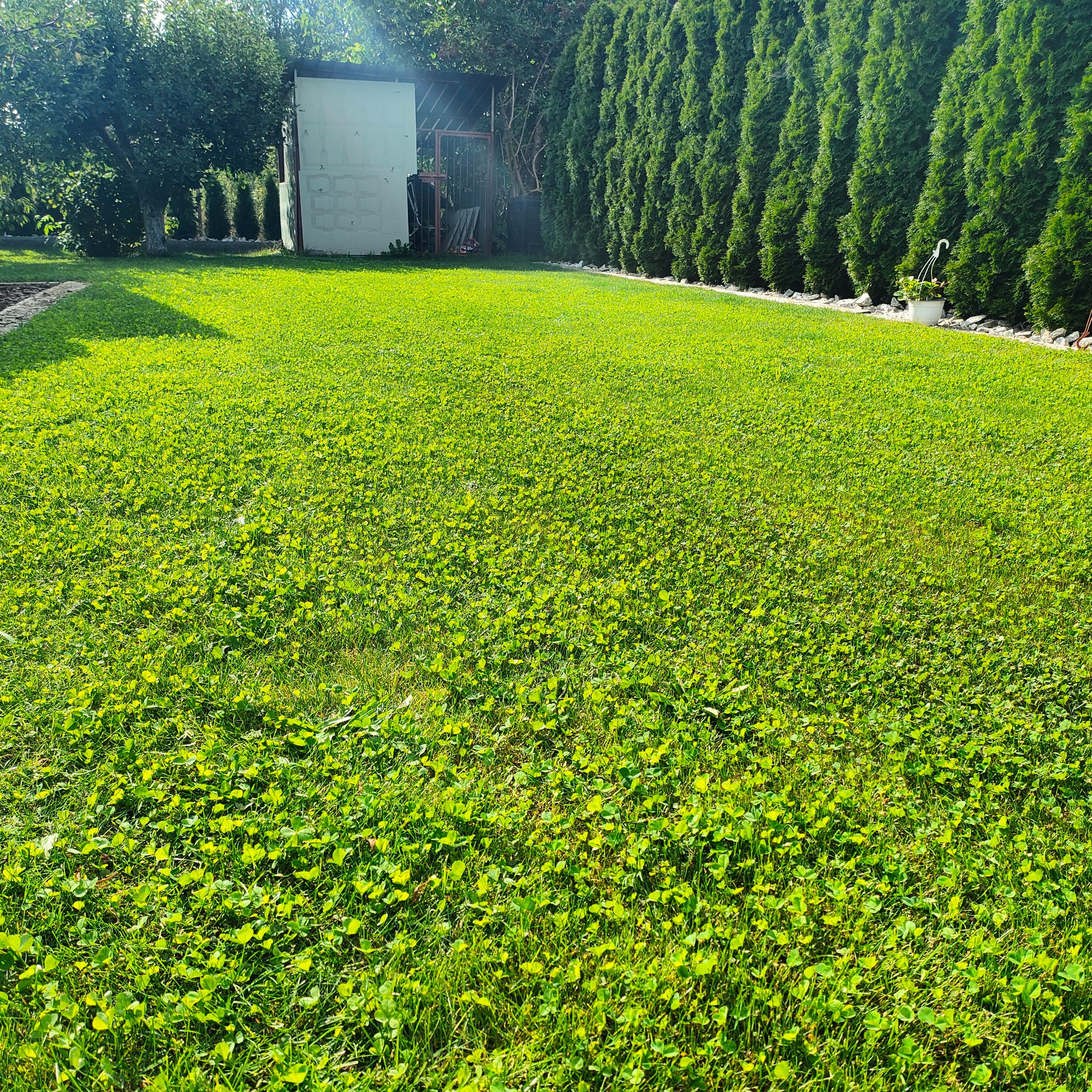 Zadbany trawnik z koniczyną, otoczony tujami i kamieniami. W tle widoczny budynek gospodarczy i drzewa. Słoneczny dzień, równo skoszona trawa.
