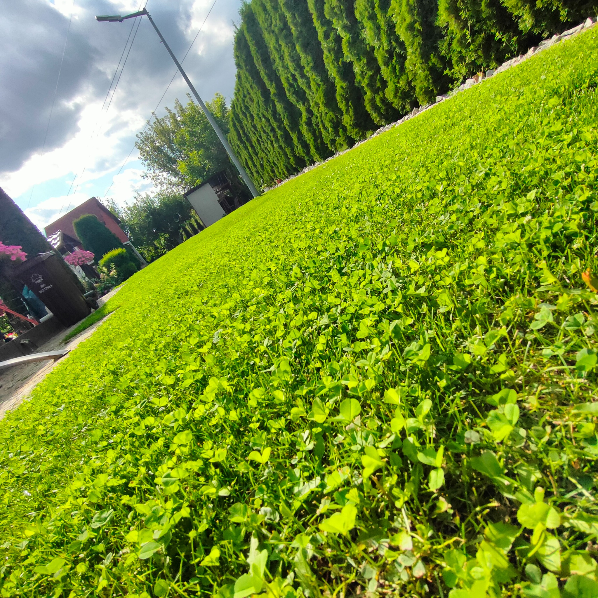 Soczysta, zielona trawa z koniczyną w ogrodzie, widziana pod kątem. W tle rząd tuj i fragment domu. Słoneczny dzień, lekko pochmurne niebo.