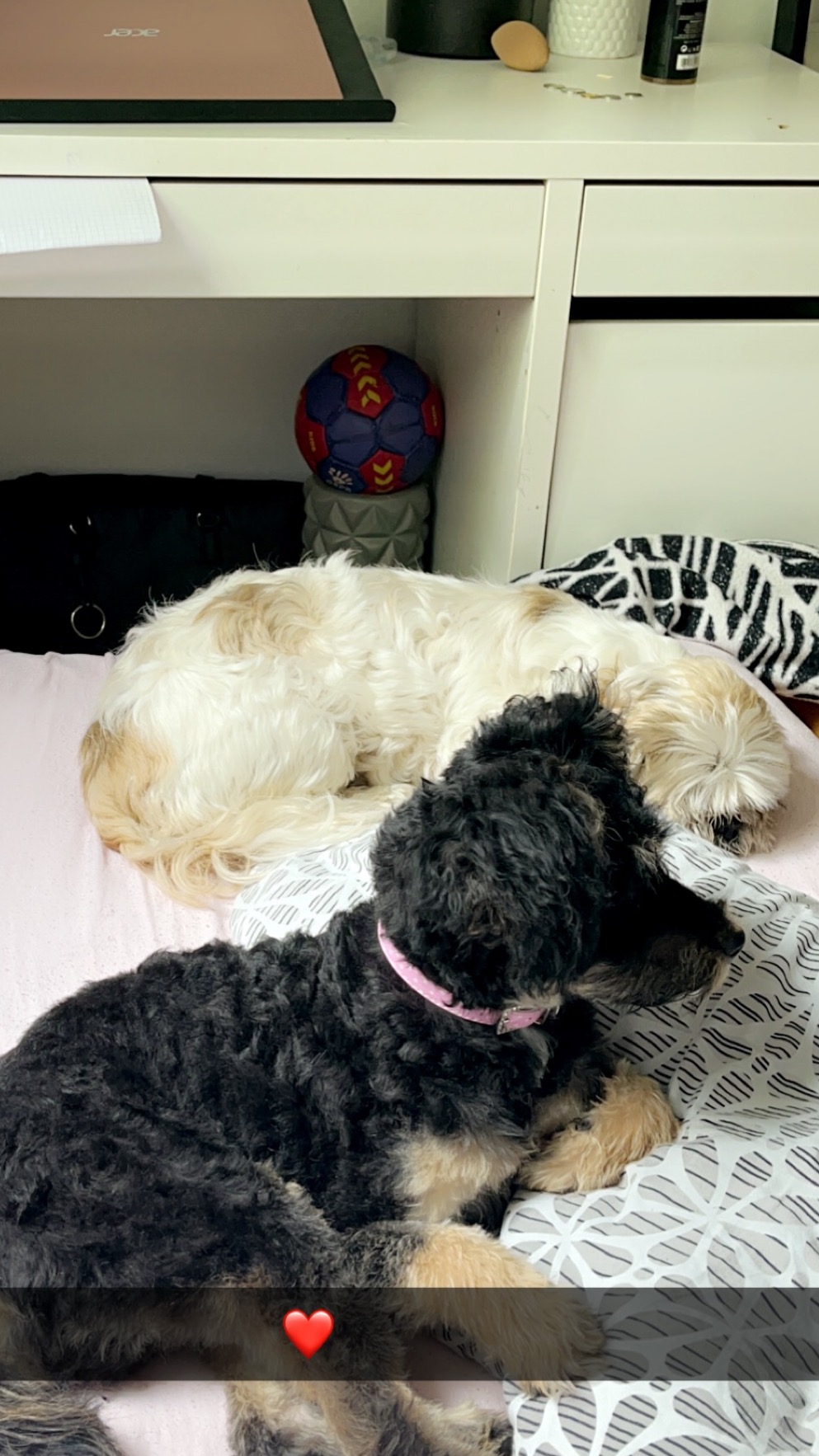 Dwa śpiące psy na łóżku:  czarny z różową obrożą na pierwszym planie, a kremowy w tle. Obok łóżka stoi biurko z piłką do ręcznej.