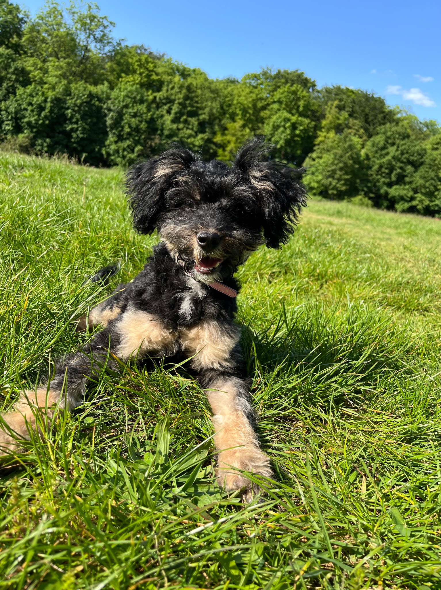 Uroczy, czarno-beżowy pies rasy mieszanej z różową obrożą leży w wysokiej, zielonej trawie na tle lasu i błękitnego nieba w słoneczny dzień.