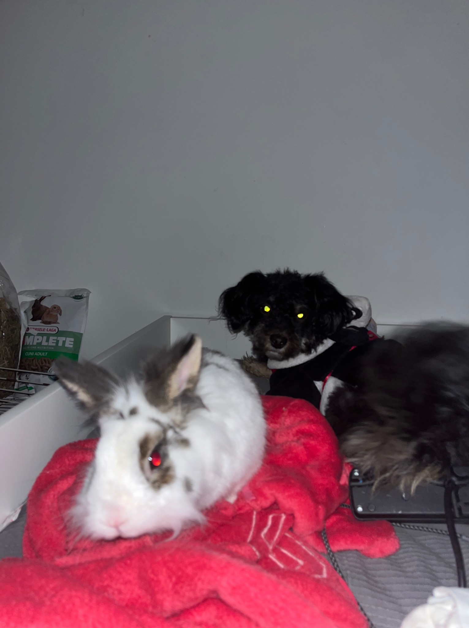 Królik i pies leżą obok siebie. Królik na czerwonym kocu, obok karma dla królików. Pies w czarnym ubranku z żółtymi oczami. Niska jakość zdjęcia.