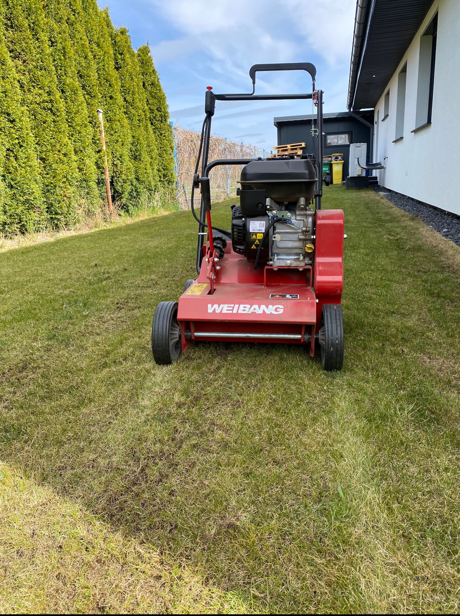 Czerwony wertykulator Weibang na trawniku z widocznymi śladami po zabiegu, w tle żywopłot z tui i budynek. Sprzęt ogrodniczy do pielęgnacji trawy.