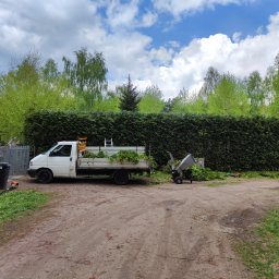 Przycinanie krzewów i żywopłotów wysokich. 