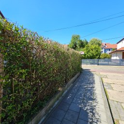 Wycinka drzew Gliwice 1