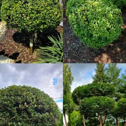 Wycinka drzew Gliwice 2