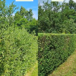 Wycinka drzew Gliwice 3