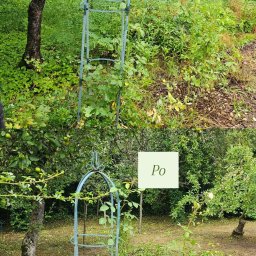 Wycinka drzew Gliwice 4