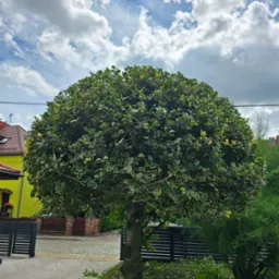 Formowane drzewo kuliste z jasnymi obwódkami liści na tle pochmurnego nieba. Świeżo przycięte gałęzie leżą na trawie.