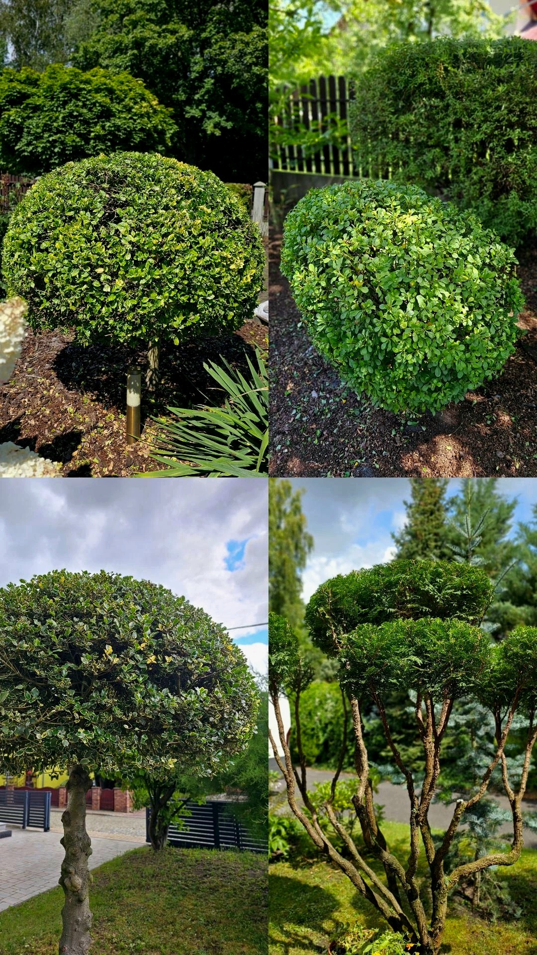 Kompilacja czterech ujęć formowanych drzew i krzewów: kuliste, stożkowe i wielopoziomowe, prezentujące różnorodne techniki kształtowania roślin.