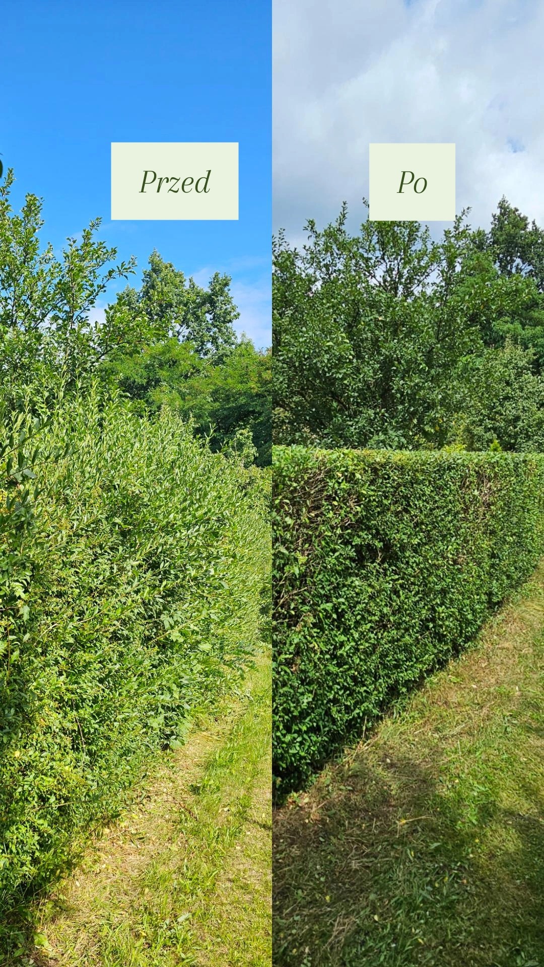 Żywopłot przed i po przycięciu. Lewa strona zarośnięta, prawa równo przystrzyżona. Porównanie efektu pielęgnacji ogrodu w słoneczny dzień.