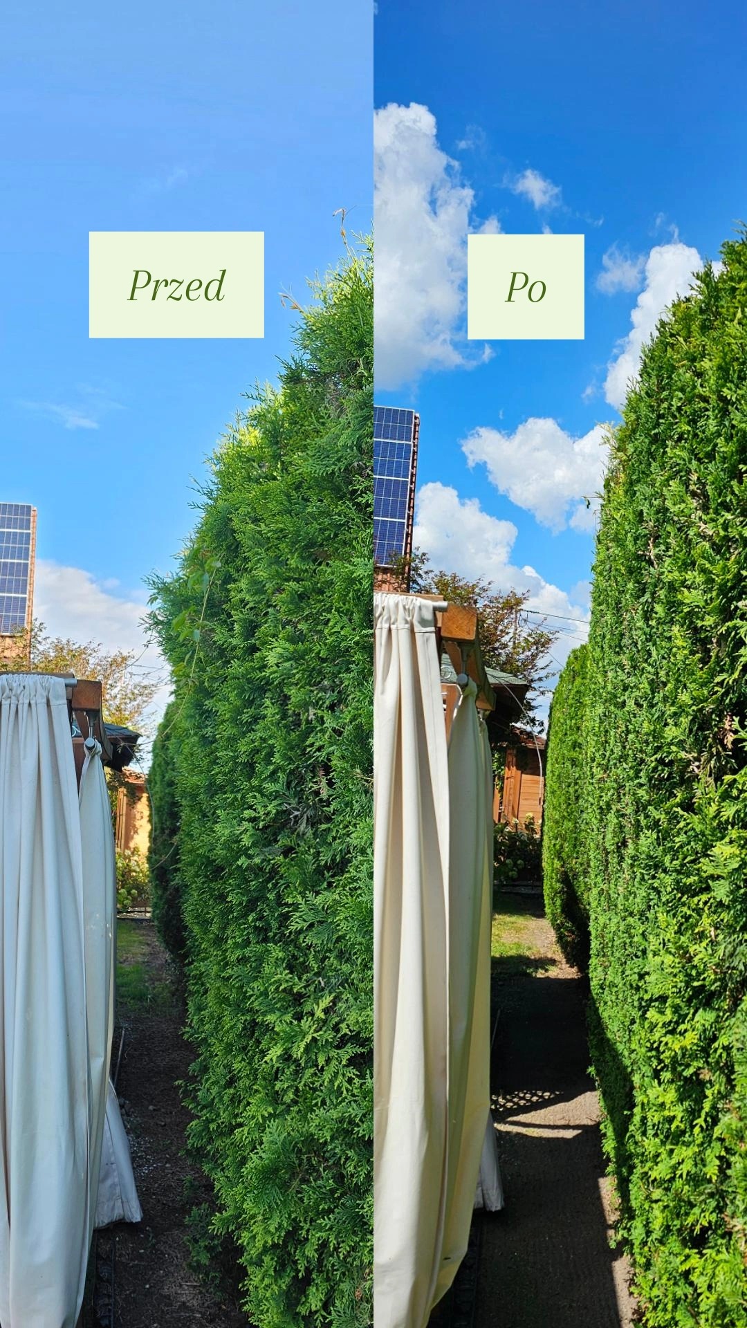 Zdjęcie 'przed i po' formowania żywopłotu z tui, z widoczną ścieżką i elementami architektury ogrodowej, w słoneczny dzień.