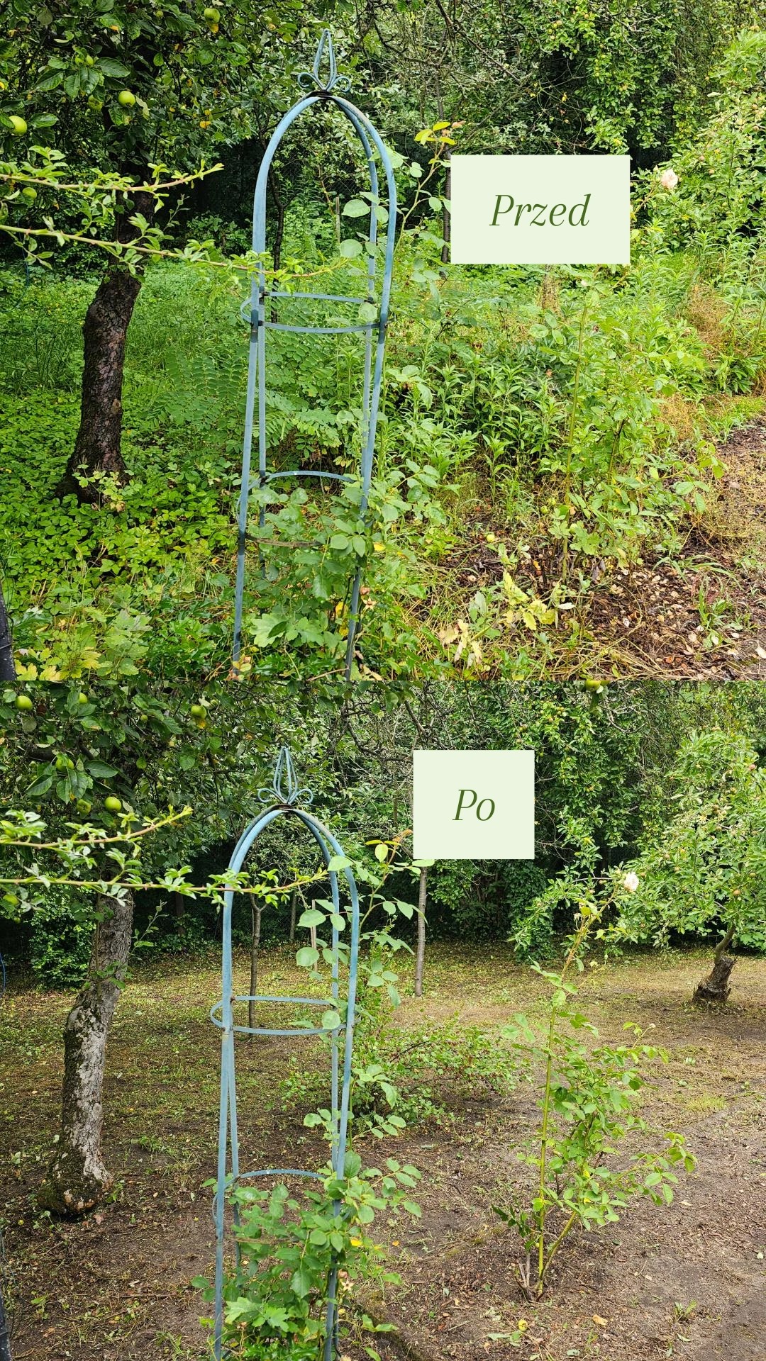 Zdjęcie 'przed i po' ukazujące różnicę w gęstości roślinności wokół metalowej podpory w ogrodzie. Widoczna zmiana po pielęgnacji, z uporządkowaną zielenią.
