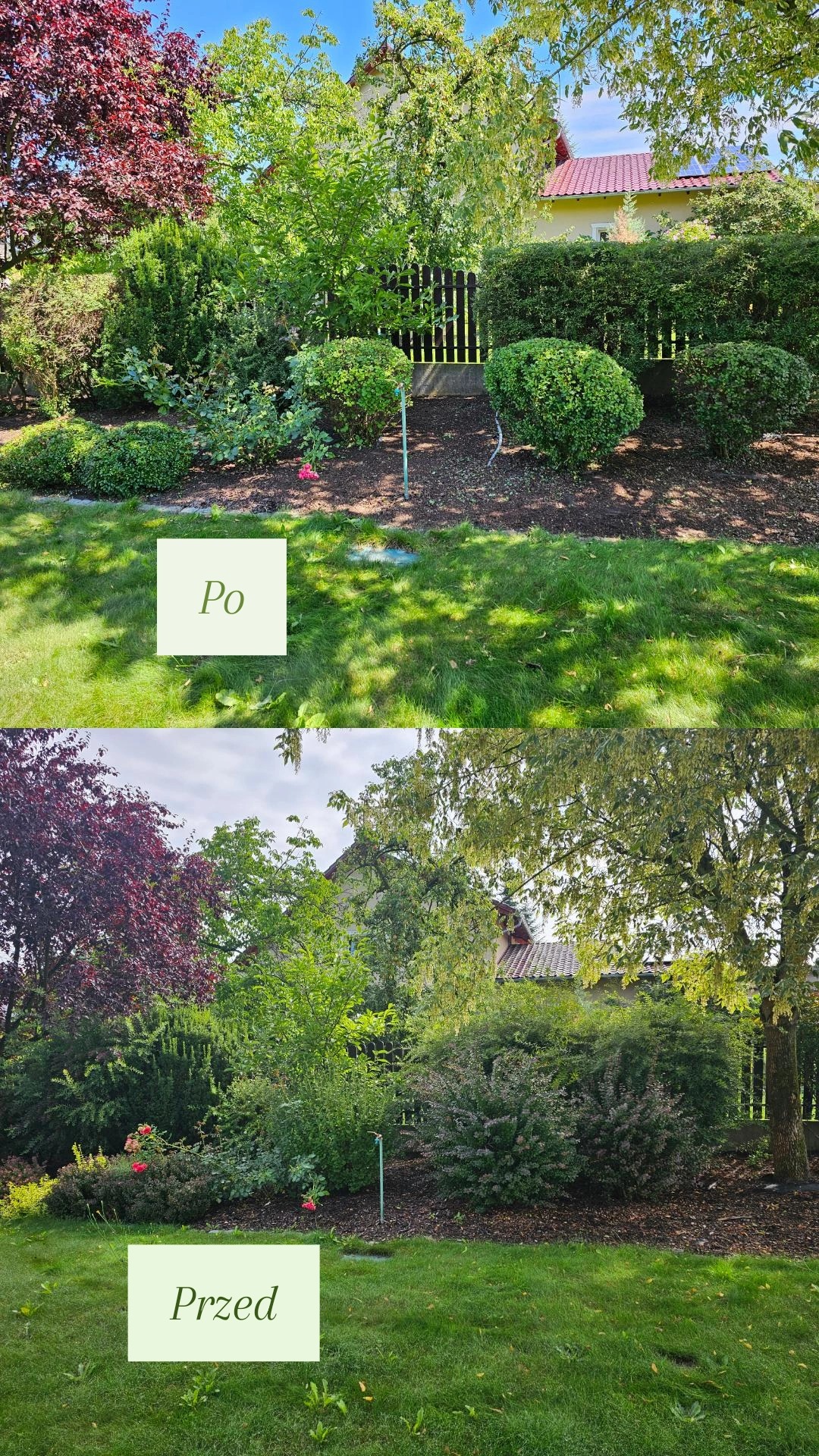 Zdjęcie 'przed i po' prezentujące różnicę w wyglądzie ogrodu po wykonaniu prac pielęgnacyjnych; widoczne krzewy, drzewa i trawnik.