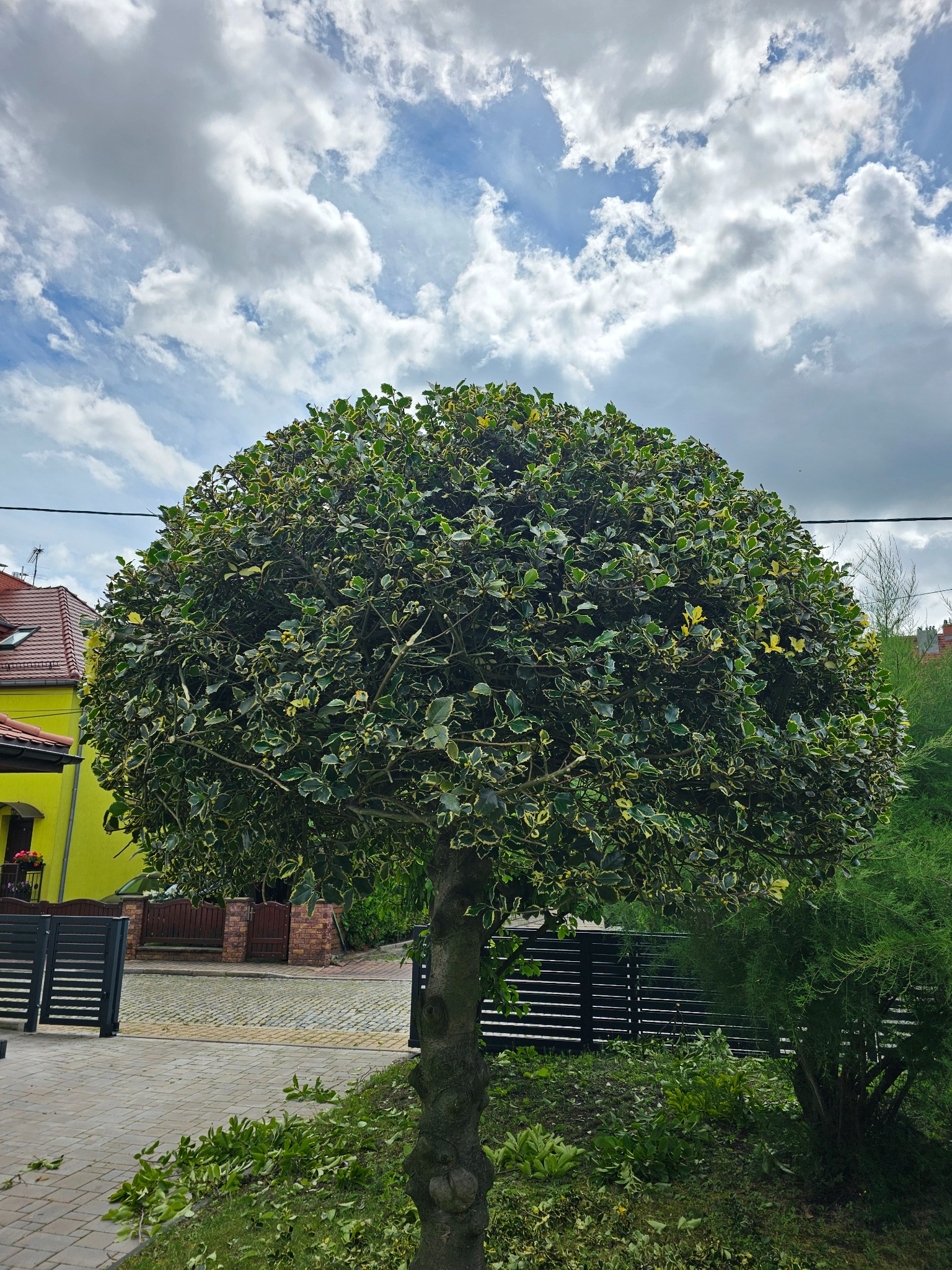 Formowane drzewo kuliste z jasnymi obwódkami liści na tle pochmurnego nieba. Świeżo przycięte gałęzie leżą na trawie.