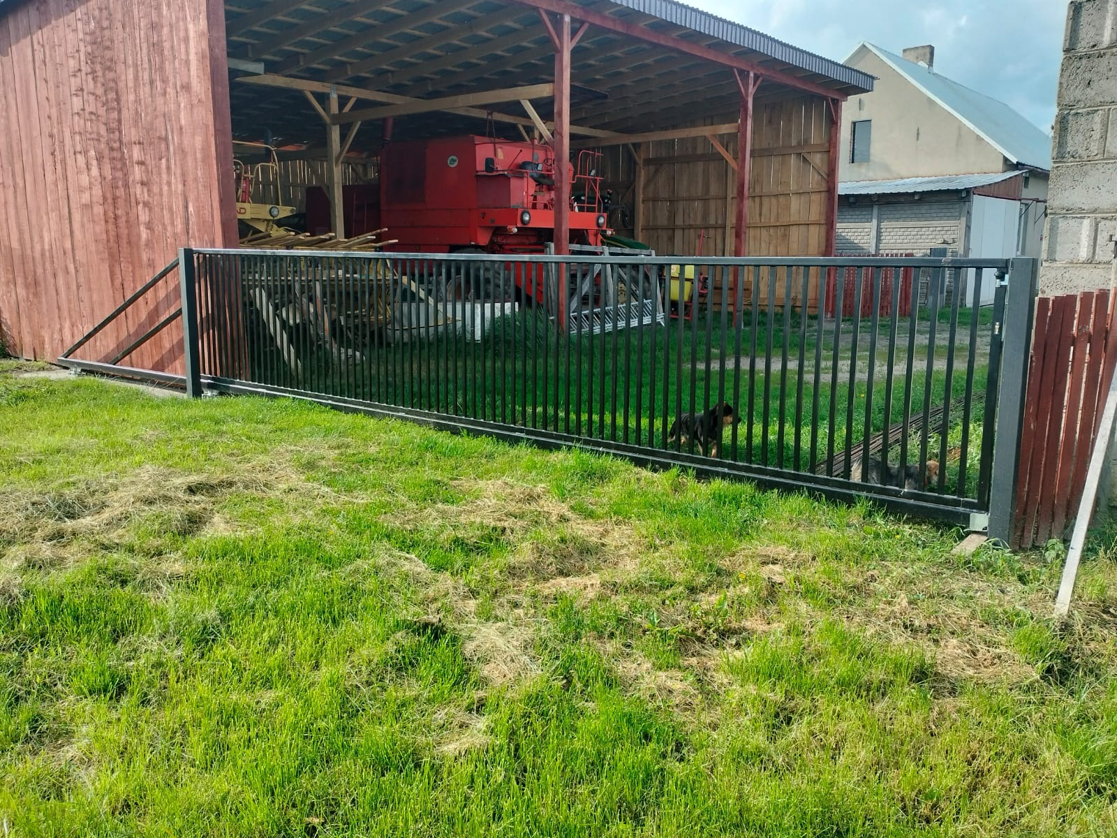 Nowoczesne, czarne ogrodzenie panelowe na trawniku, z widocznym budynkiem gospodarczym i dwoma psami za nim. Ujęcie z poziomu trawy.