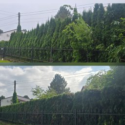 Mariusz Woźniak - Zdjęcie 'przed i po' przedstawia żywopłot z tui. Na górnym zdjęciu tuje są wysokie i nierówne, a na dolnym - przycięte i równe, tworząc estetyczny zielony mur.