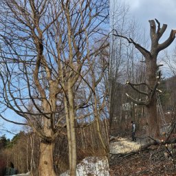 Mariusz Woźniak - Zdjęcie typu 'przed i po': drzewo przed przycinką z lewej, po przycince z prawej. Widoczna drabina i osoba w oddali. Ślady po wycince gałęzi.