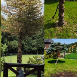 Mariusz Woźniak - Kompozycja z drzew: usychające drzewo, pień po wycince z narzędziem, mała choinka i obszar po usuniętym drzewie na trawniku. Widok z tarasu.