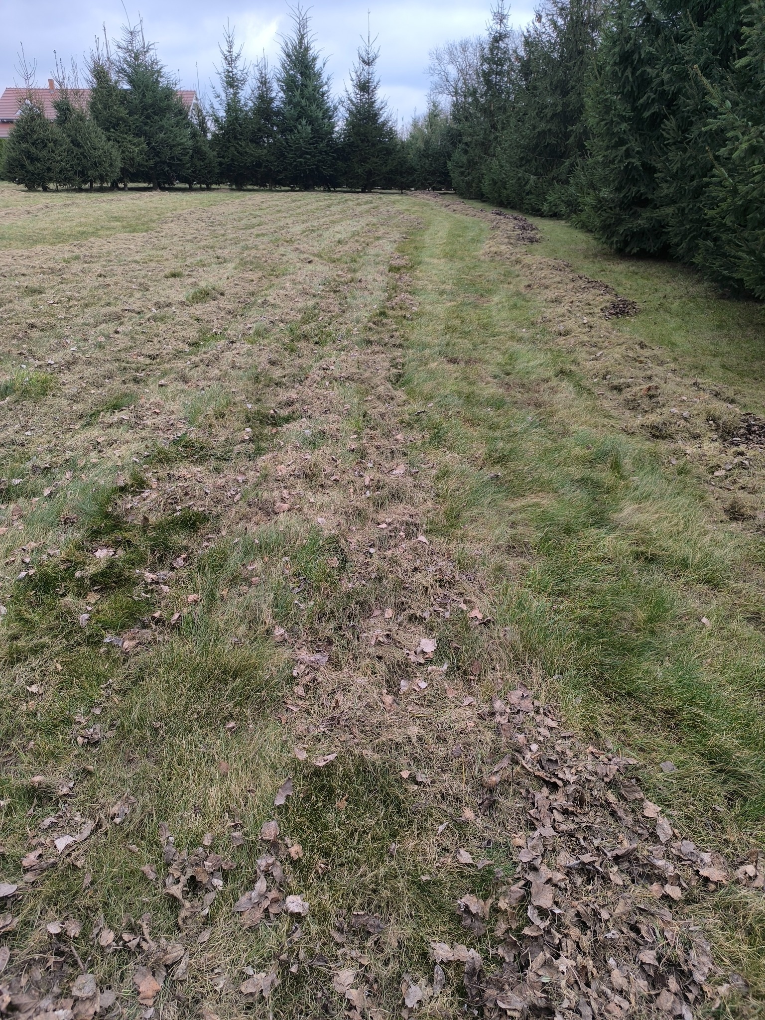 Pole z częściowo skoszoną trawą i liśćmi, w tle rząd świerków. Ślady po kosiarce widoczne na trawie.