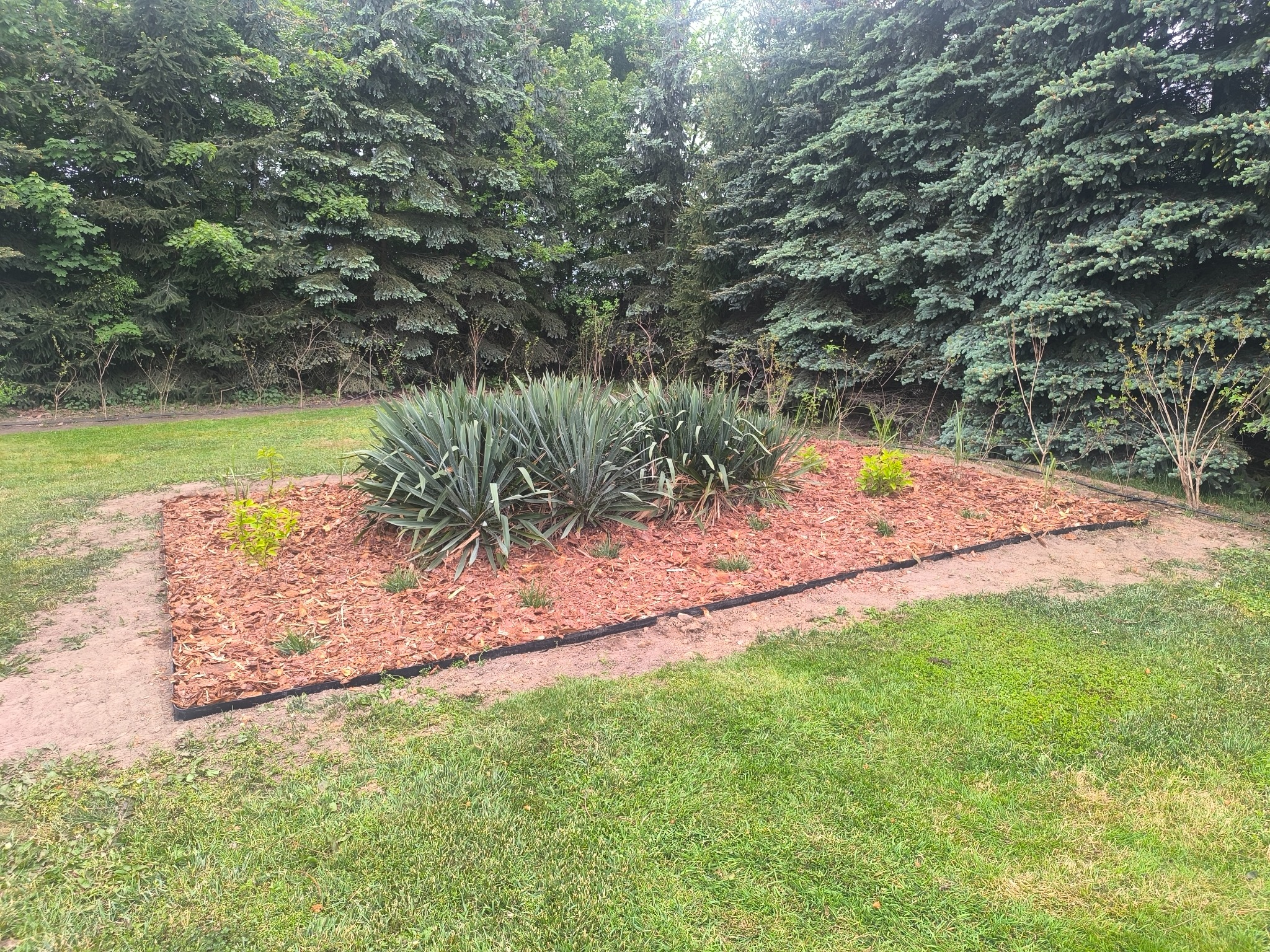 Kwadratowa rabata z korą, niskimi roślinami i obrzeżem z tworzywa na trawniku, w tle wysokie drzewa iglaste. Estetyczne wykończenie ogrodu.