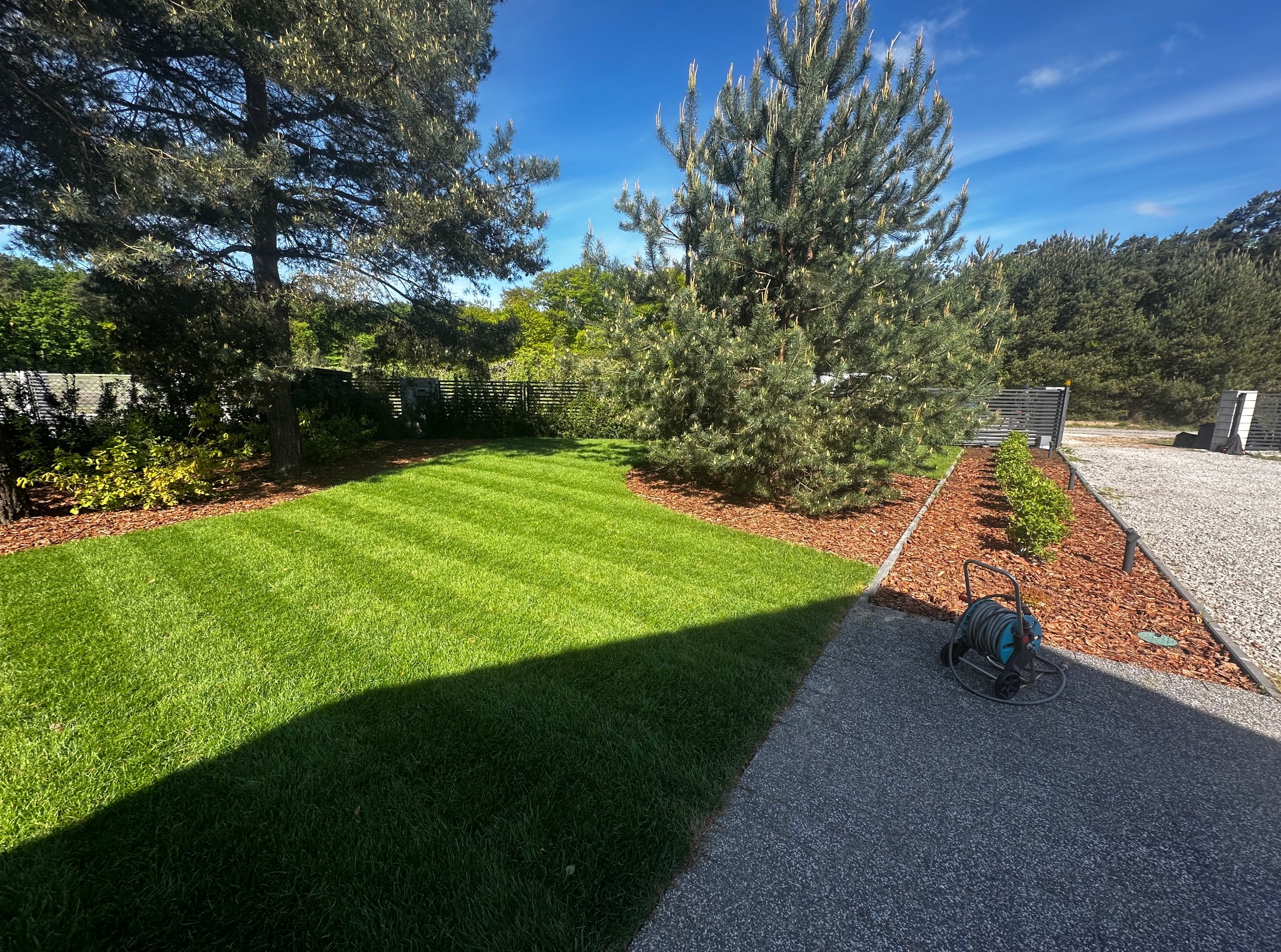 Idealnie skoszony trawnik z wzorem w paski, obrzeża z kory, świerki i zwijak do węża ogrodowego w zadbanym ogrodzie.