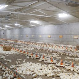 LEDkomplex - oświetlenie kurnika dla brojlera