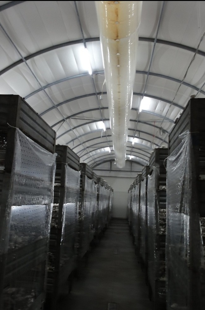 LEDkomplex - Oświetlenie w pieczarkarni