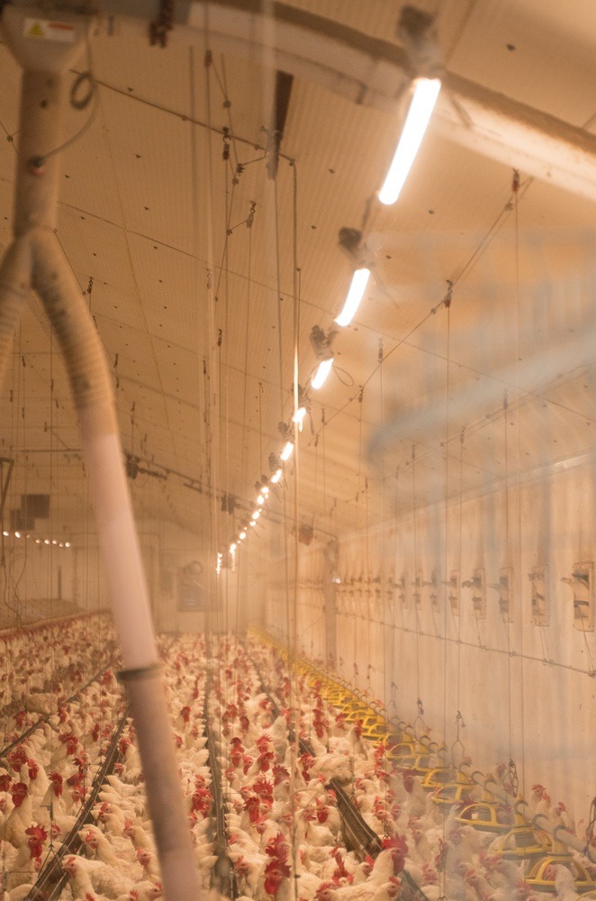 LEDkomplex - System oświetlenia w kurniku