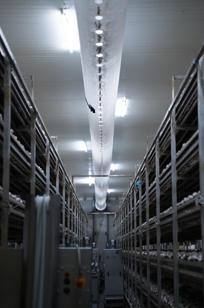 LEDkomplex - Lampy liniowe odporne na parowanie w pieczarkarni