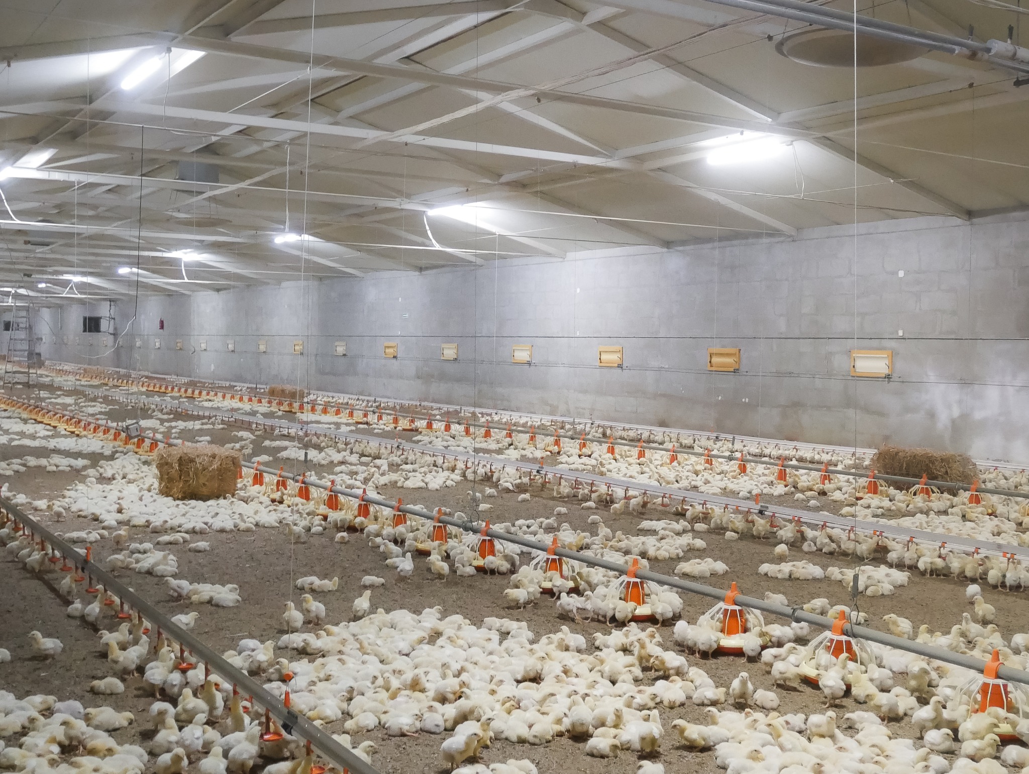 LEDkomplex - oświetlenie kurnika dla brojlera