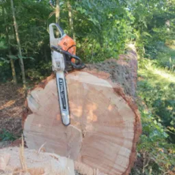 Ścięty pień drzewa z piłą Stihl. Widoczne słoje drzewa i otaczająca zieleń. Świeżo ścięte drewno i pozostałości po wycince.