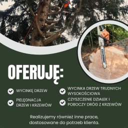 Wycinka drzew Lądek-Zdrój 4