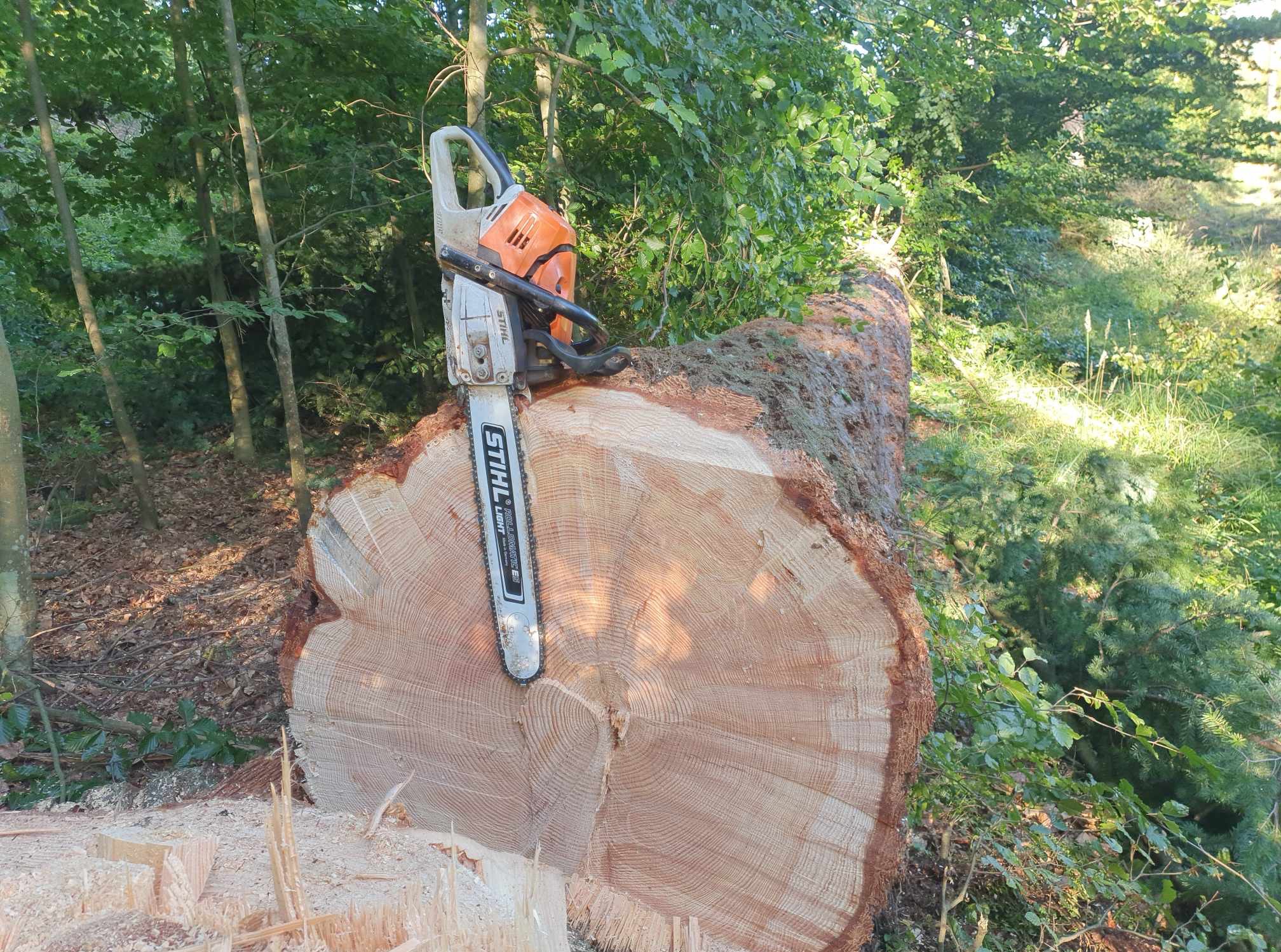 Ścięty pień drzewa z piłą Stihl. Widoczne słoje drzewa i otaczająca zieleń. Świeżo ścięte drewno i pozostałości po wycince.