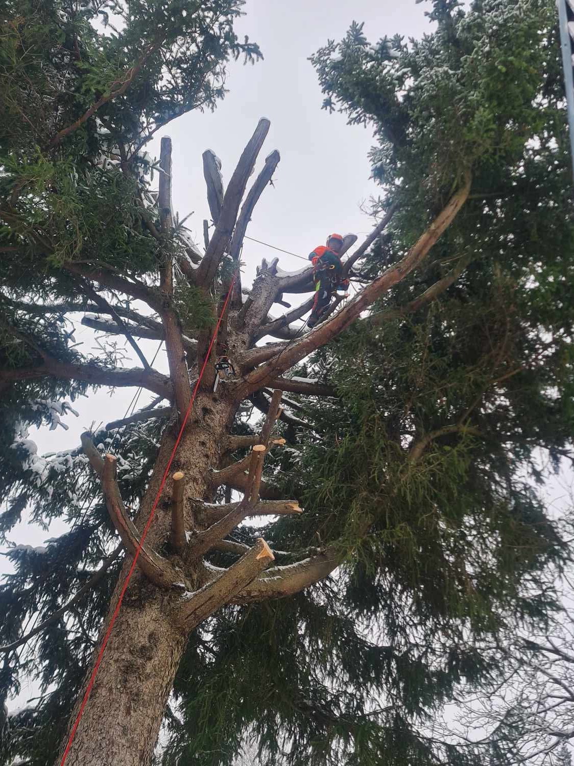 Arborysta w kasku i uprzęży przycina gałęzie wysokiej sosny. Widoczne świeżo obcięte konary i lina asekuracyjna. Prace ogrodnicze na wysokości.