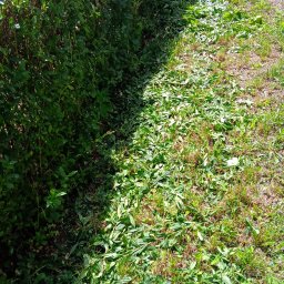 Wycinka drzew Sosnowiec 1