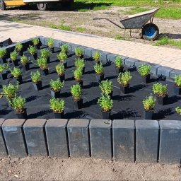 Wycinka drzew Sosnowiec 2