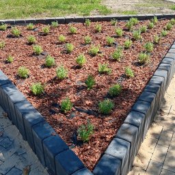 Wycinka drzew Sosnowiec 3