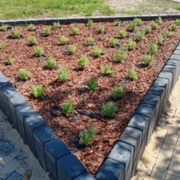 Kwadratowa rabata z niskimi sadzonkami, wyłożona korą i obramowana szarymi kostkami brukowymi. W tle parking z samochodami i budynek.