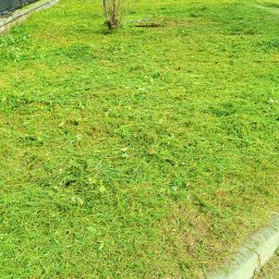 Wycinka drzew Sosnowiec 4