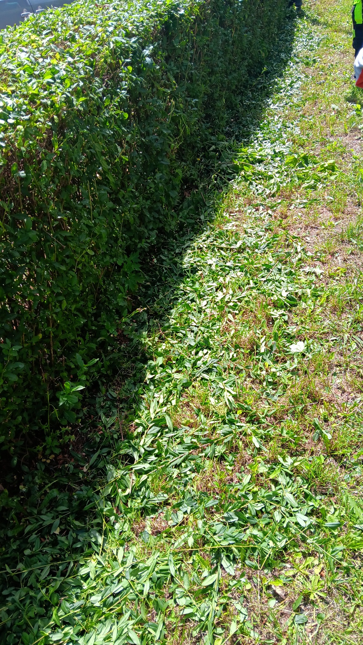 Przycięty żywopłot z widocznymi gałązkami na ziemi. Efekt pracy ogrodnika, świeżo po strzyżeniu krzewów. Zielona ściana roślin i resztki po pielęgnacji.