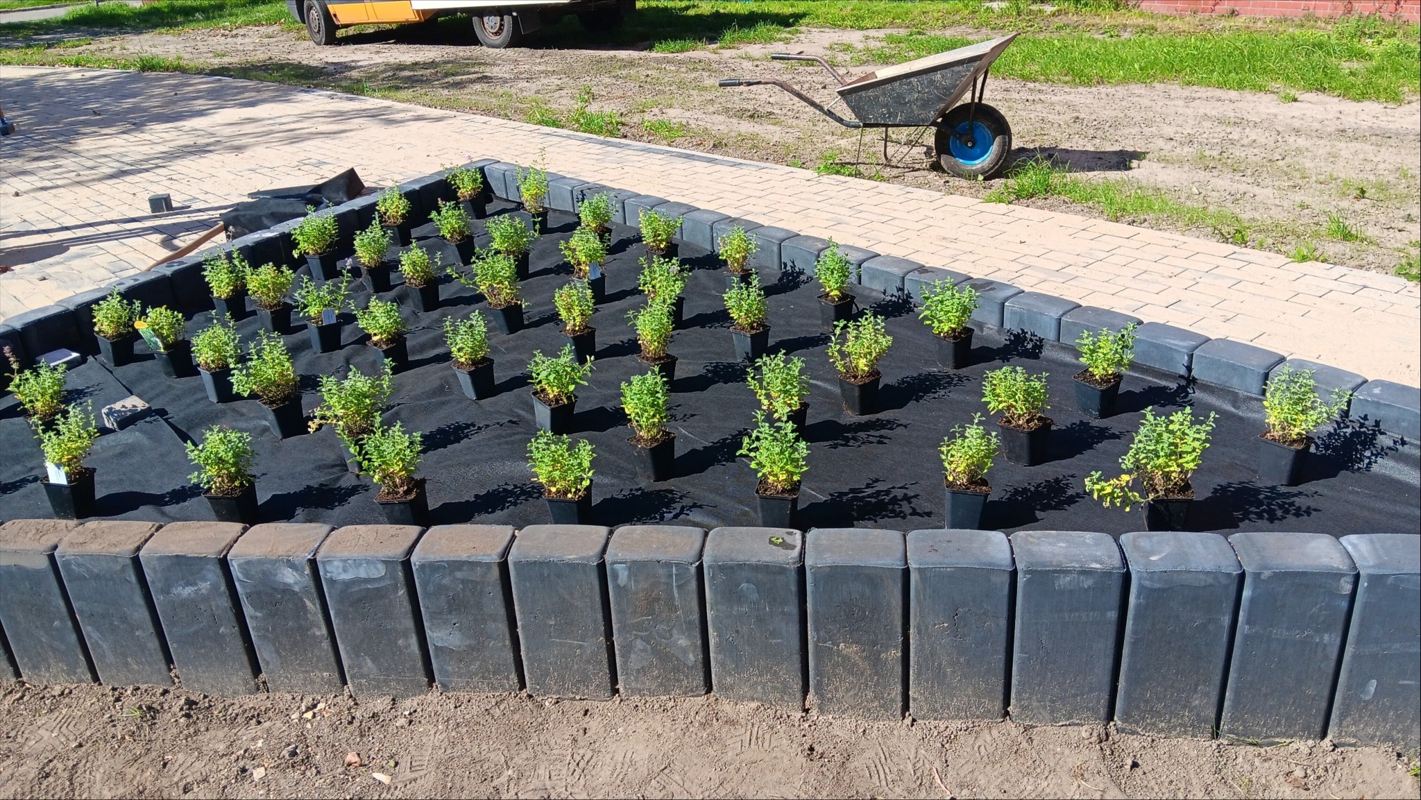 Kwadratowa rabata z czarną agrowłókniną, obrzeżem z szarych betonowych kostek i młodymi sadzonkami w doniczkach. W tle chodnik i taczka.